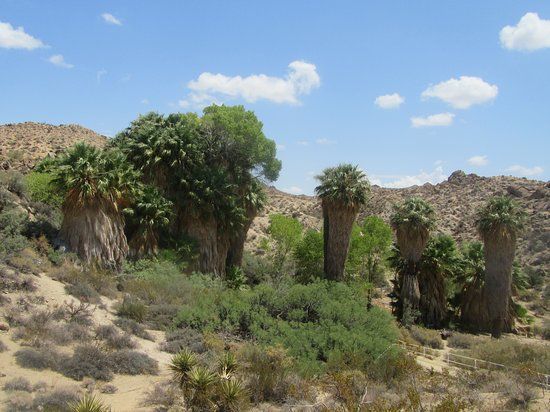 Cottonwood Spring Oasis