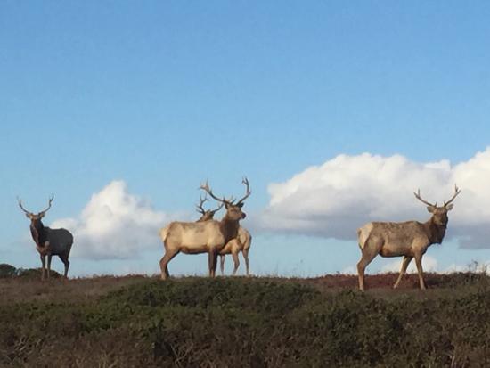 Tule Elk Preserve