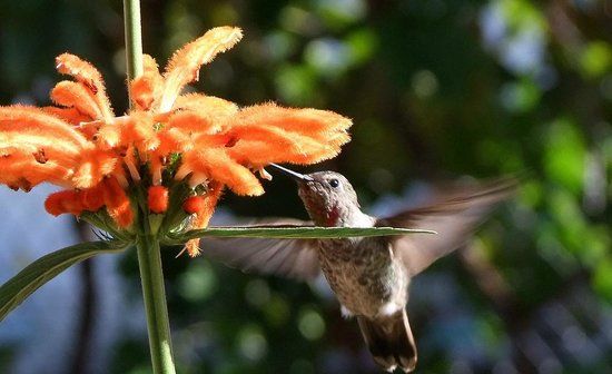Alta Vista Botanical Gardens