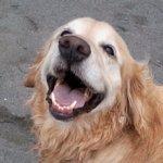 Avanti Pizza Fresh Pasta