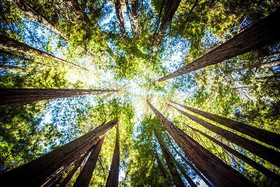 Muir Woods National Monument