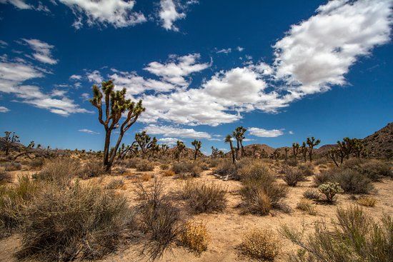 Joshua Tree National Park