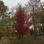 Dickey's Barbecue Pit