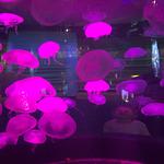 Ping Yang Thai Grill and Dessert