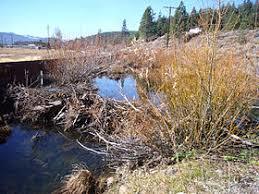 Trout Creek