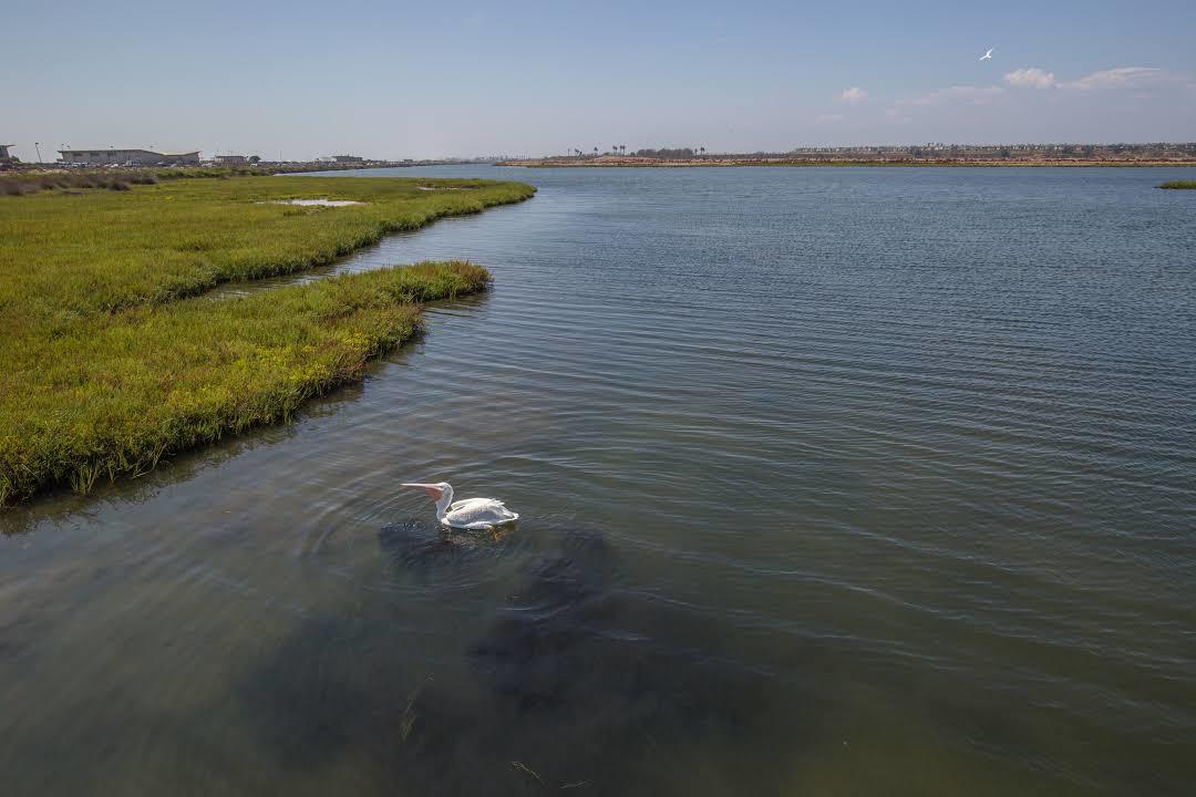 Bolsa Chica Ecological Reserve