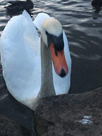 WI Jammin Caribbean Restaurant