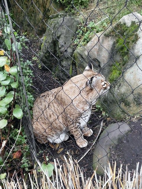 Palo Alto Junior Museum and Zoo