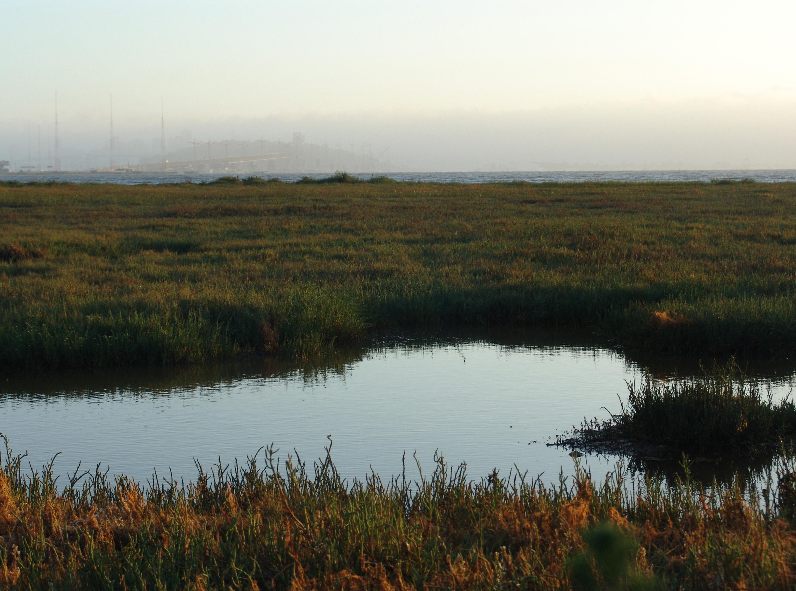Emeryville Crescent State Marine Reserve