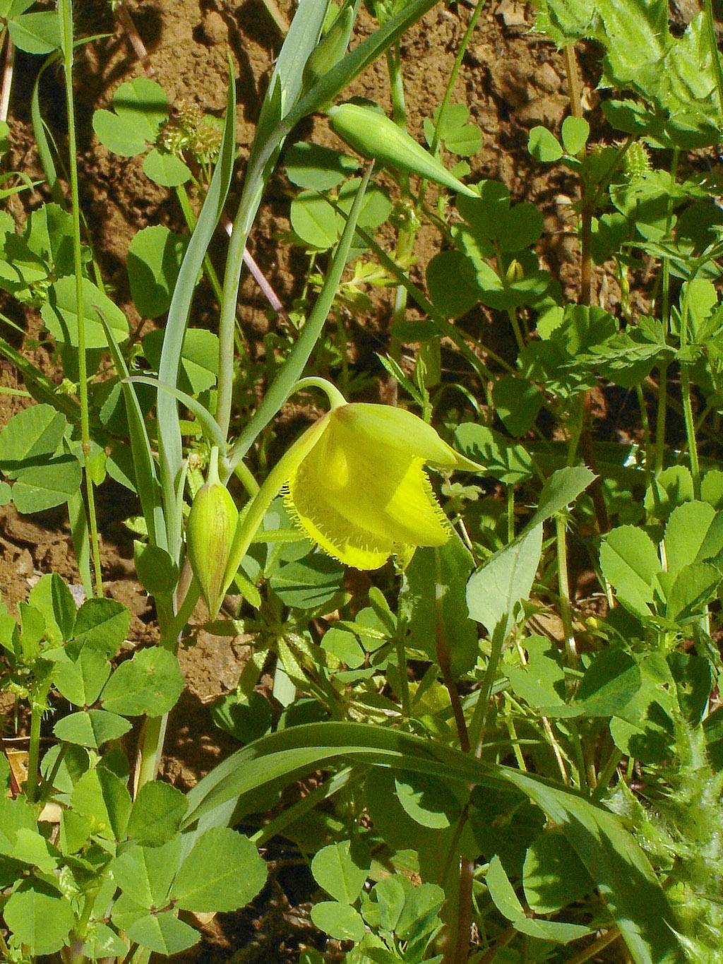 Markham Regional Arboretum