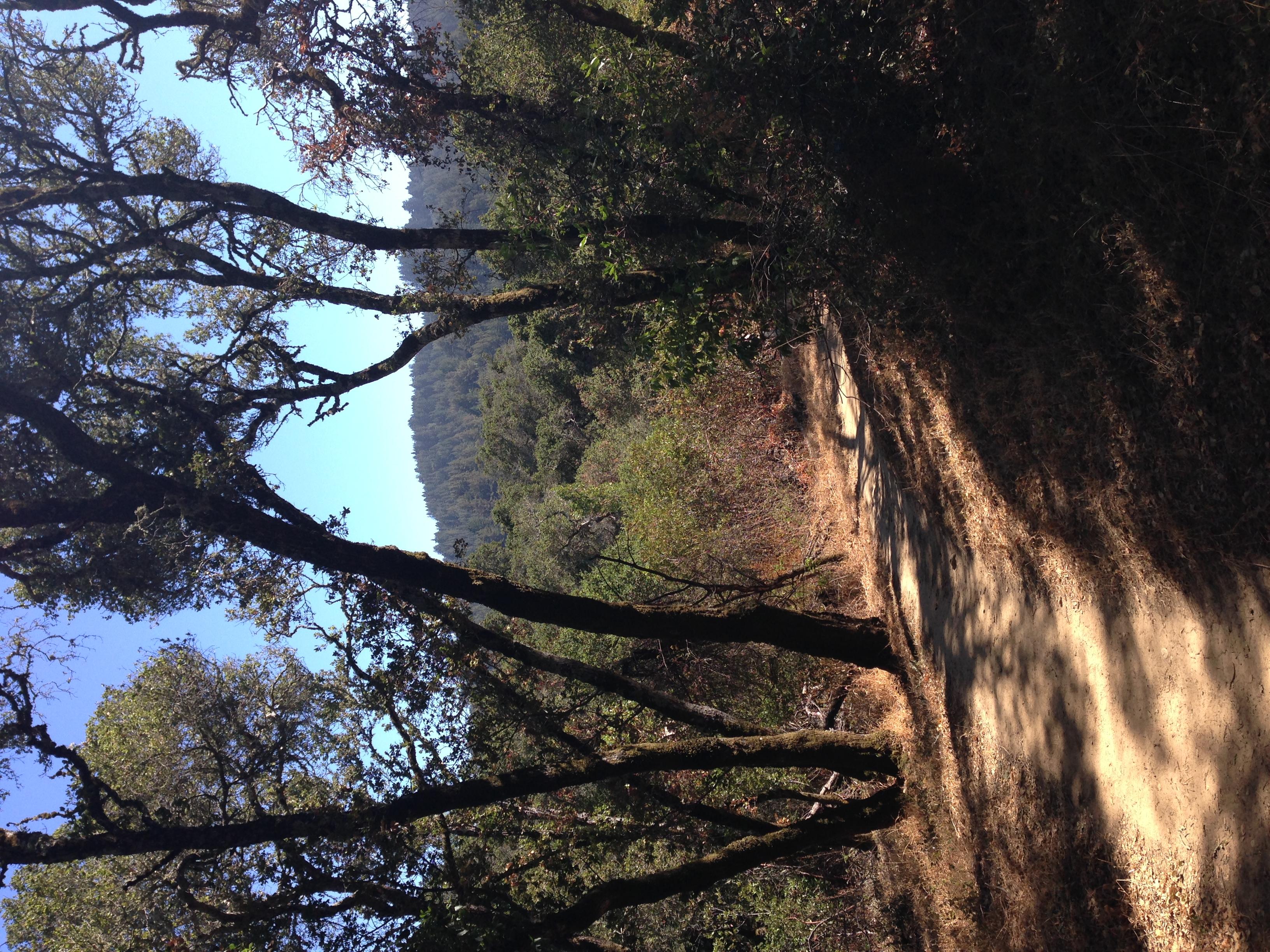 Thornewood Open Space Preserve