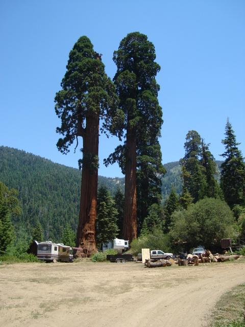 Alder Creek Grove