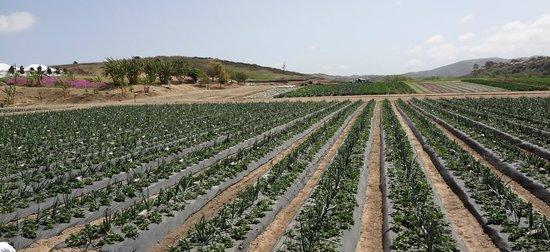 Strawberry Farms Golf Course