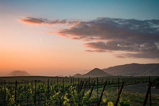 Edna Valley Vineyard