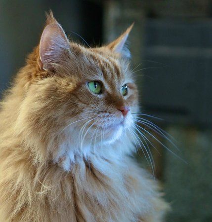 Moms Country Orchards