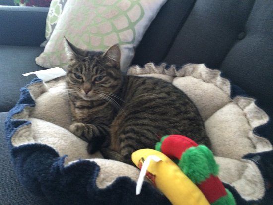 Farm Sanctuary Animal Acres