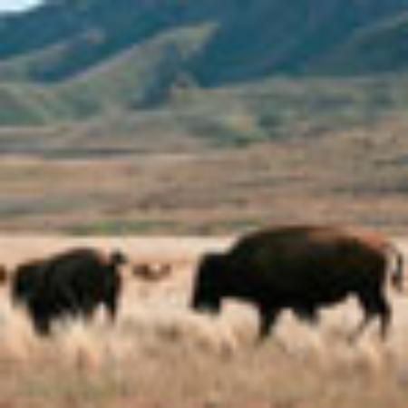 Panda Imperial Restaurant