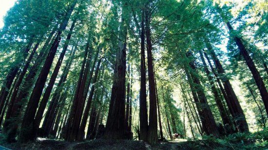 Navarro River Redwoods State Park