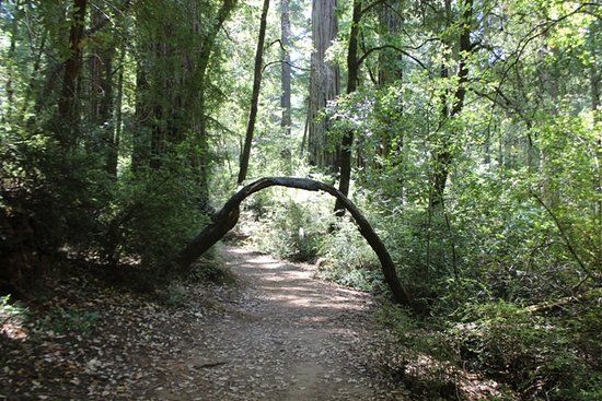 Sequoia Trail