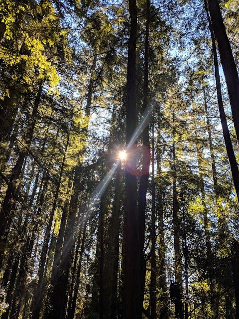 LandPaths Grove of Old Trees