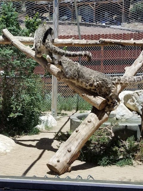 Friends of Moonridge Zoo