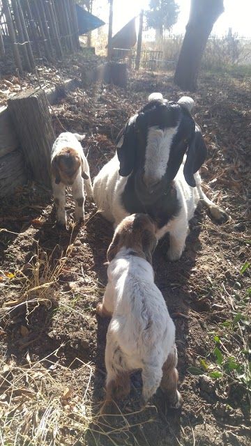 J & J Aquaponic Fisheries