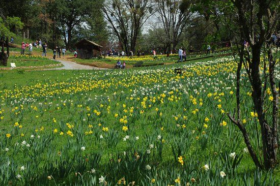 Daffodil Hill