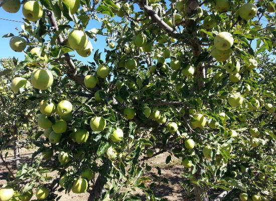 Volcan Valley Apple Farm