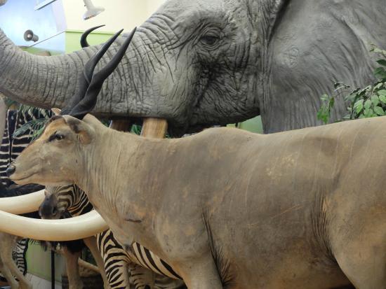 Buena Vista Museum of Natural History & Science