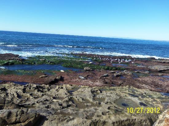 Shell Beach Tide Pools
