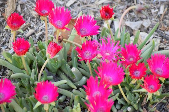 Water Conservation Garden