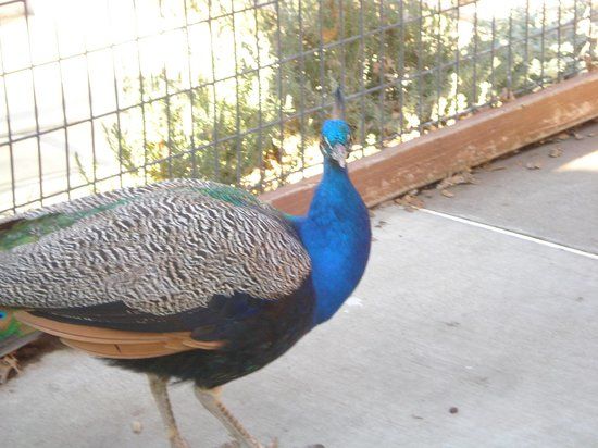 Folsom City Zoo Sanctuary