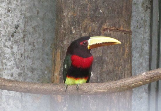 Emerald Forest Bird Gardens