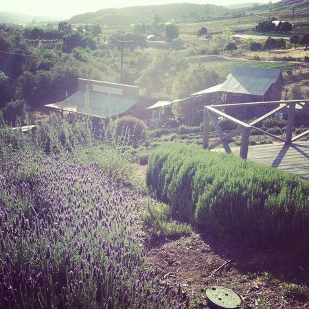 Keys Creek Lavender Farm