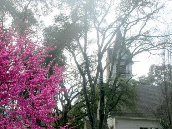 Woodside Library & Native Plant Garden