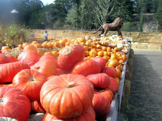 Arata's Pumpkin Farm