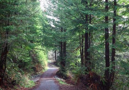 Headwaters Forest Reserve