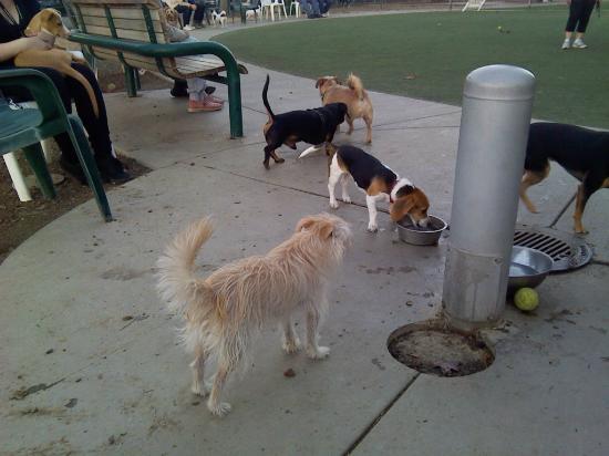 Butcher Dog Park