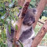 D'Amore's Famous Pizza